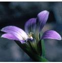 sandfflo2crocus