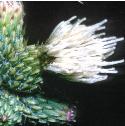 seasidefflothistle