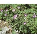 woodfforcranesbill