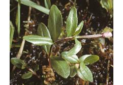 alpineffor2willowherb1