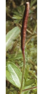 alpineffruwillowherb1