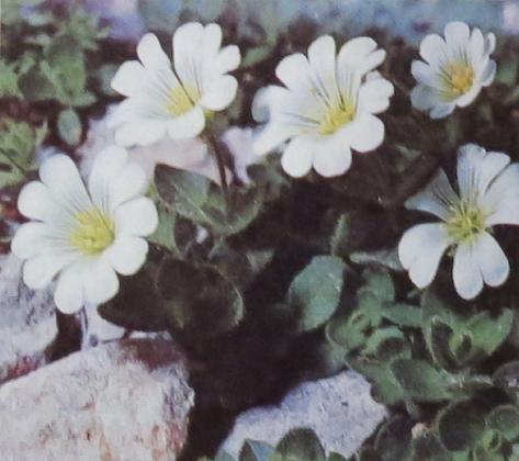 alpinemouseearcerastiumalpinumpolunin