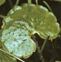 alternateffolgoldensaxifrage