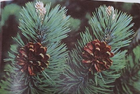 austrianpinepinusnigrapolunin
