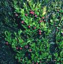 bilberryffor