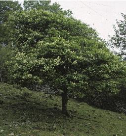 birdfforcherry