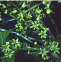 blackfflos1bryony