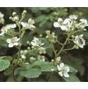 bramblefflos2a