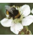 bramblewithbee1