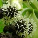 branchedffloburreedbritishflora