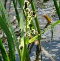 branchedfflosburreedbritishflora