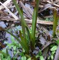 branchedfforburreedbritishflora