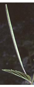 broadleavedffru2willowherb1