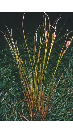 brownfforbeaksedge1
