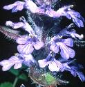 buglefflos1a