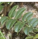 bushffol1vetch1