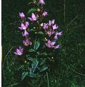 chilternfforgentian