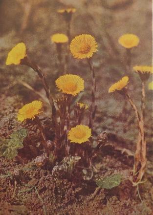 coltsfoottussilagofarfaracorke