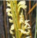 commonffloscordgrass