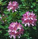 commonfflosrhododendron