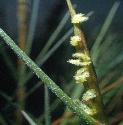 commonffolcordgrass