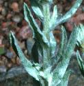 commonffolcudweed