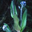 commonffolforgetmenot