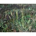commonfforcordgrass