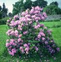 commonfforrhododendron