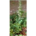commonffor1helleborine