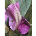 commonvetchfflo3a