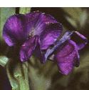 commonvetchfflos3a