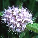 cornfflomint