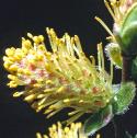 creepingfflo1malewillow