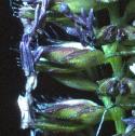 crestedfflodogstail