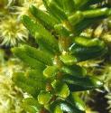 crowberryffol