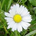 daisyfflobritishflora