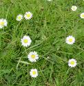 daisyfflosbritishflora