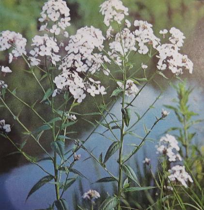 damesviolethesperismatronalispolunin