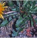 dandelionffol