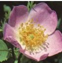 dogfflo1rose