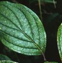 dogwoodffol