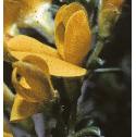 dyersfflo1greenweed