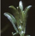 dyersffol1greenweed