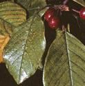 falderfolbuckthorn