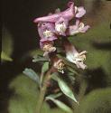 fbirdflosinabush