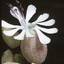 fbladderflocampion