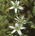 fbogflosstitchwort