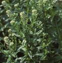 fcommonforpepperwort