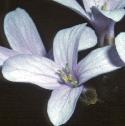 fcoralrootflobittercress